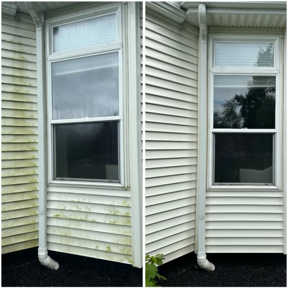 Before and after: green algae removed from house siding